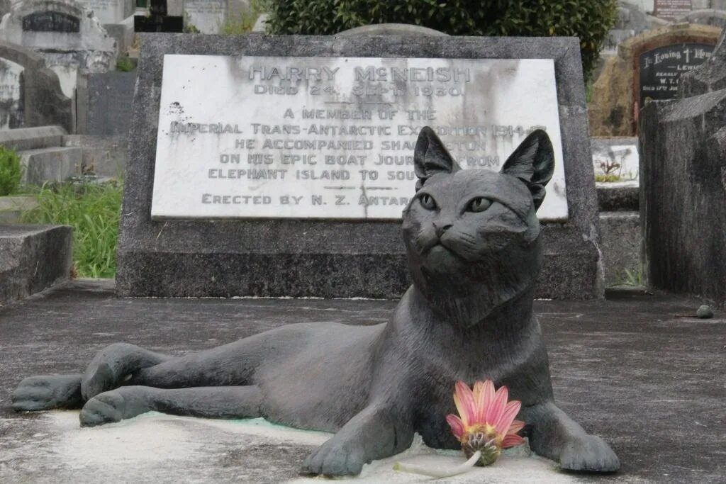 Памятники животным блокады ленинграда. Памятник миссис Чиппи. Памятники животным на войне. Памятники для котов. Памятник животному.