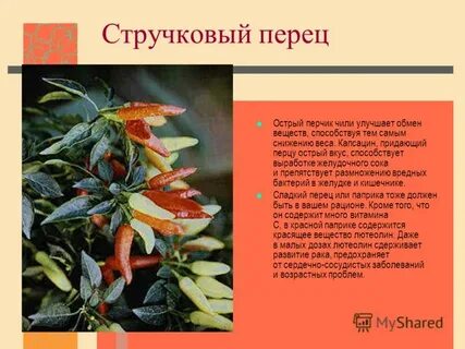 Что обеспечивает результат эволюции жгучего перца чили
