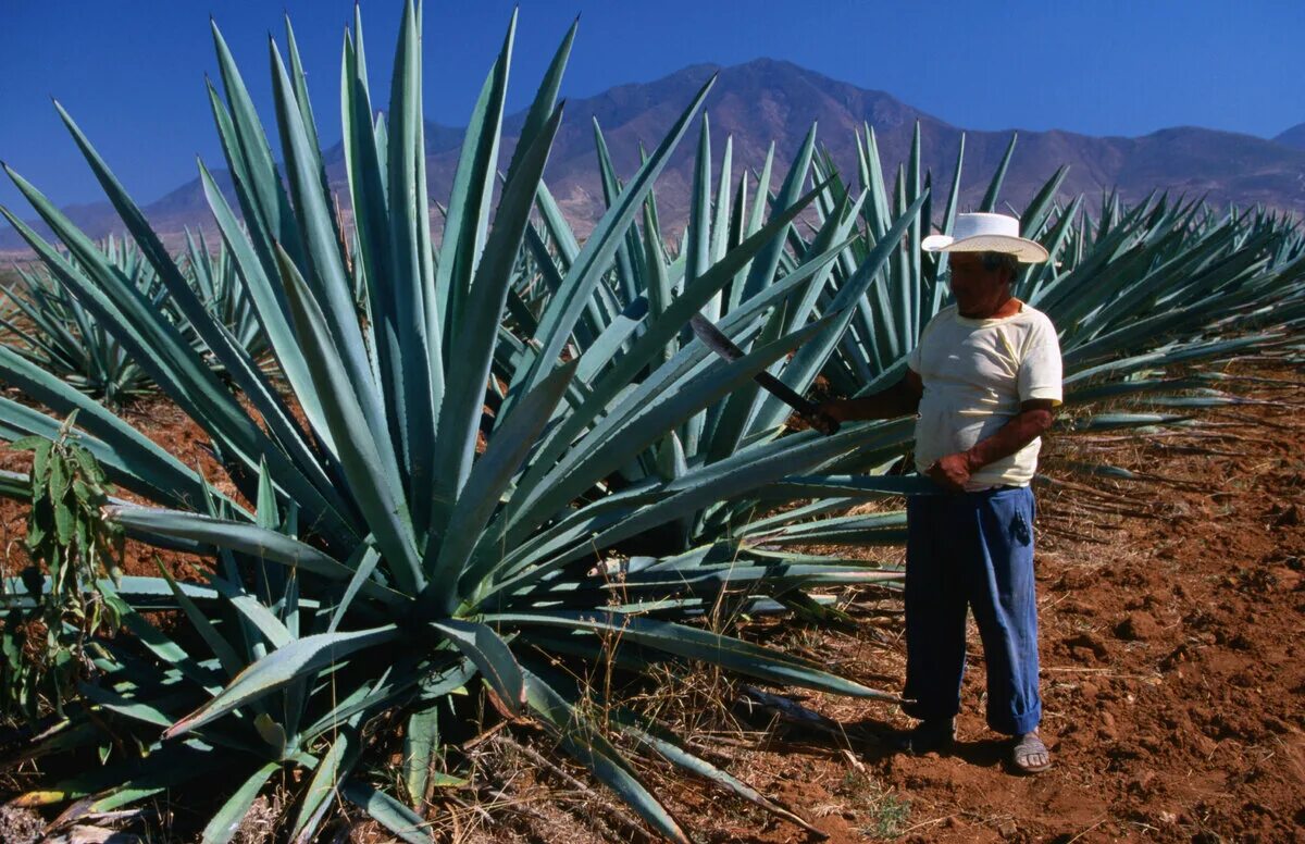 Текила agave. Голубая Агава для текилы. Текила Агава Мексика. Мексика Кактус Агава. Агава голубая растение.