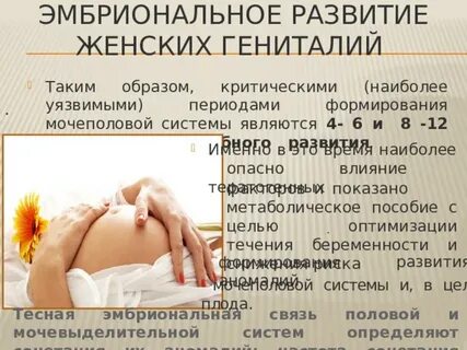 Развитие женских половых органов