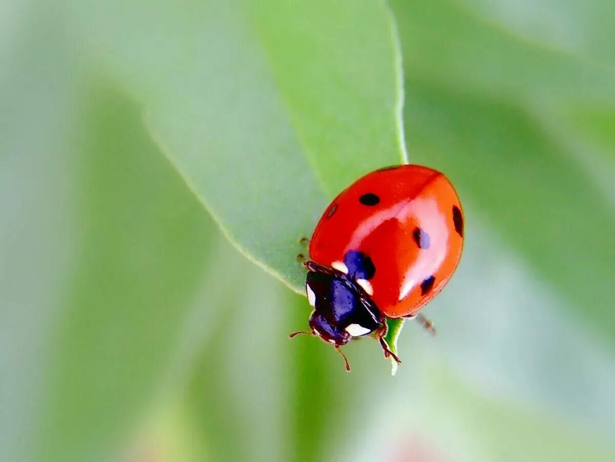 Божья коровка 7. Божьи коровки (Coccinellidae). Жук Божья коровка. Двухточечная Божья коровка. Bojhia karovka.