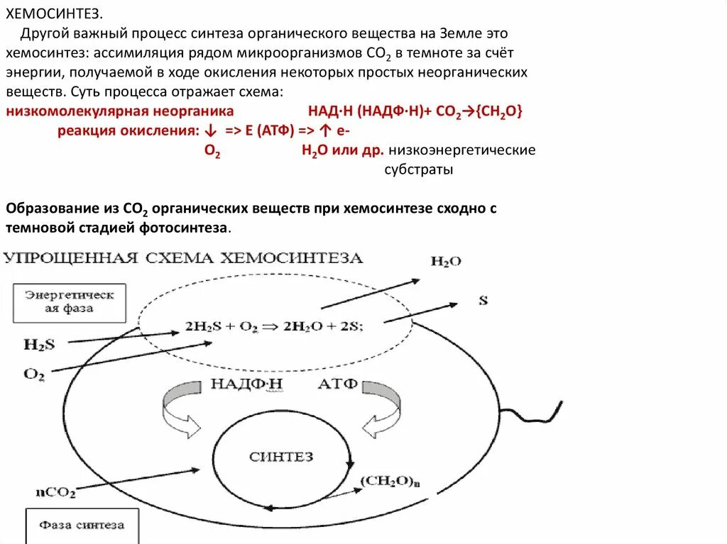 Хемосинтез характерен для. Хемосинтез 10 класс биология. Хемосинтез схема биология. Хемосинтез бактерий схема. Хемосинтез схема процесса.