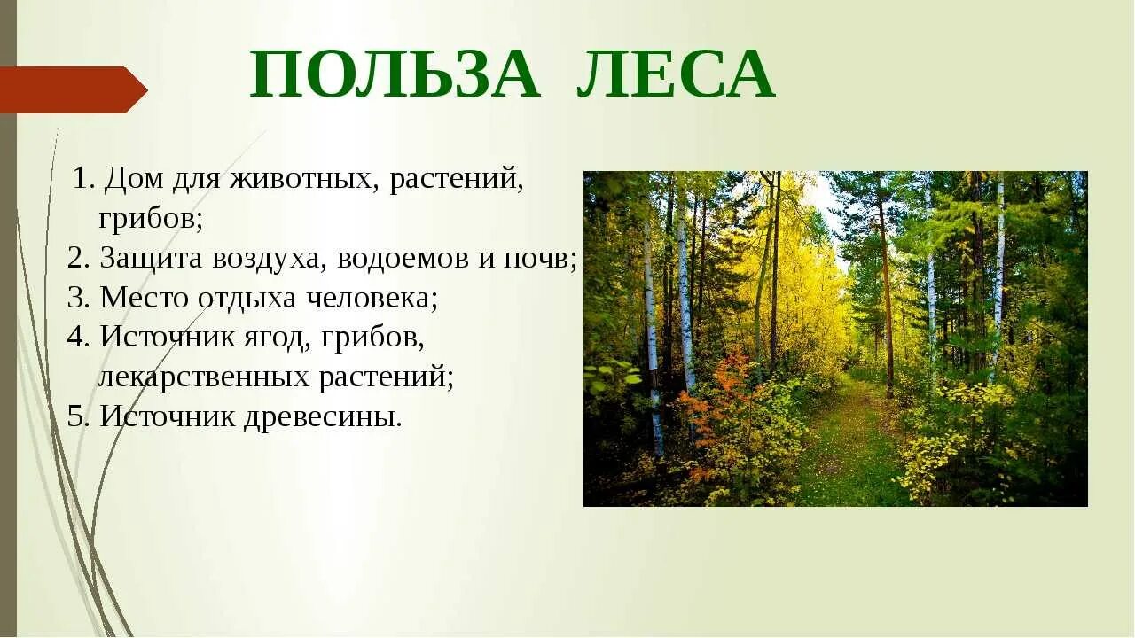 Рассказ жизнь леса