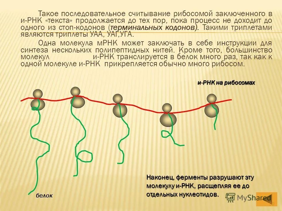 Синтез полипептидной цепи в рибосомах