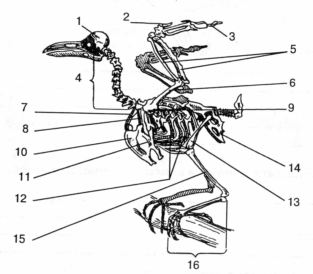 Скелет птицы схема биология 7 класс. Отделы скелета птиц. Строение скелета птицы. Скелет птицы без подписей. Особенности строения скелета в жизни птицы