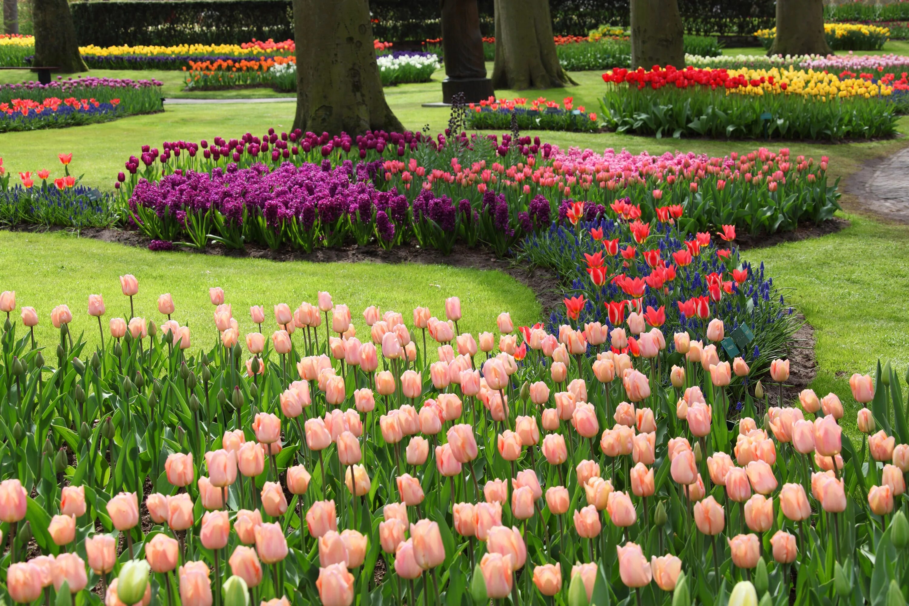 Луковичные растения тюльпаны. Кёкенхоф Нидерланды парк тюльпанов. Тюльпан Серенити. Клумба с тюльпанами.