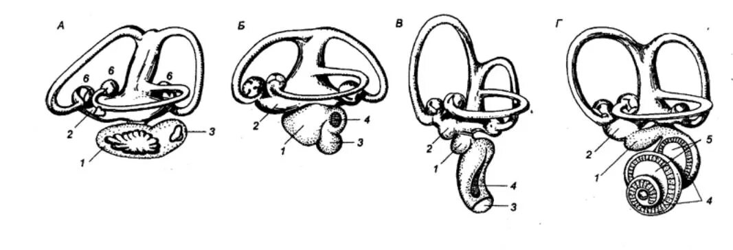 Строение органа слуха млекопитающих. Строение среднего уха птицы. Строение слухового аппарата птиц. Строение слухового анализатора рептилий. Орган слуха у млекопитающих