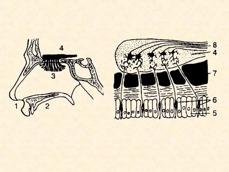 Орган обоняния. Строение обонятельного анализатора без подписей. Строение органа обоняния человека. Обонятельный нейроэпителий. Строение обонятельного органа.