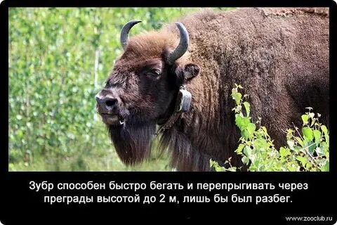 Зубр удивительный