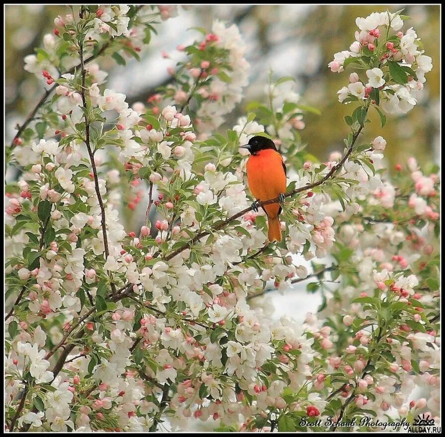 Птицы живущие в цветах. Весенние птицы. Птица в цветущем саду.