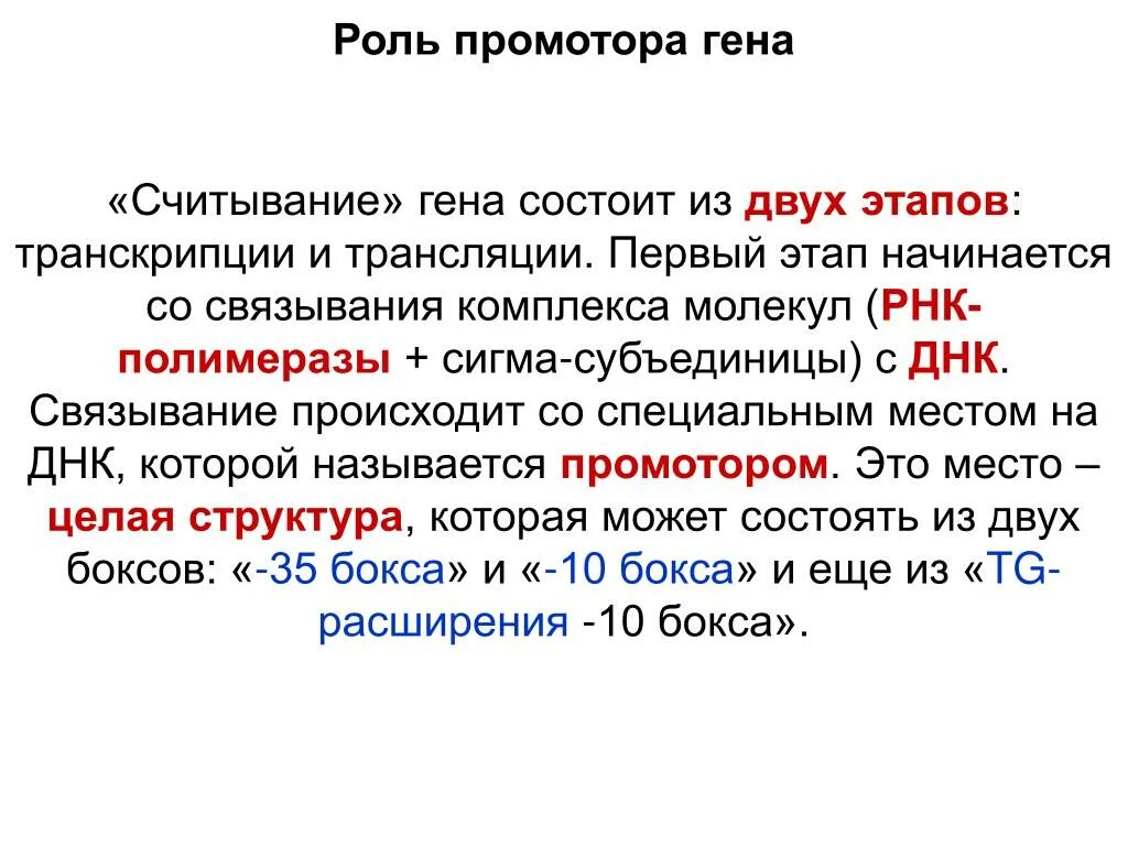 Роль промотора. Организация и функции промоторов. Функции промотора Гена. Промотор функции.