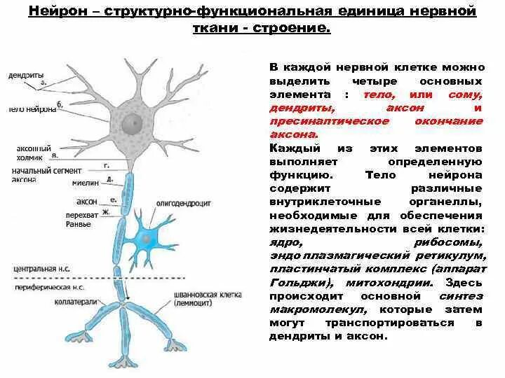 Какое свойство у нервной ткани. Строение и функциональные элементы нейрона. Структурно-функциональный элемент нервной системы. Структура функциональная единица нервной ткани. Структурные компоненты нейрона: функциональные участки нейрона:.