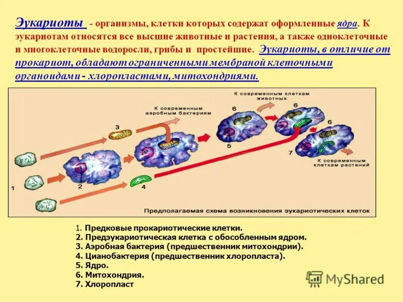 Организмы клетки которых содержат оформленное ядро