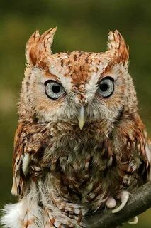 Screech