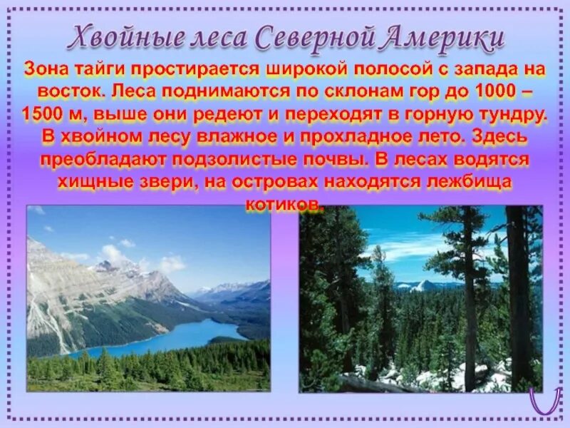 Климат зон хвойных лесов. Тайга описание Северной Америки Тайга. Тайга презентация. Таежная зона Северной Америки. Хвойные леса Северной Америки.