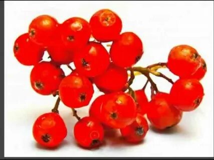 Плод рябины яблоко
