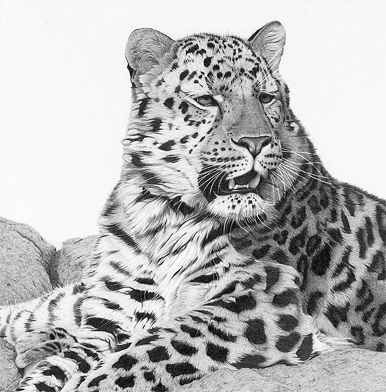 Рисунки в формате jpg. Дальневосточный леопард. Животные рисунки. Черно белые рисунки. Красивые черно белые рисунки.