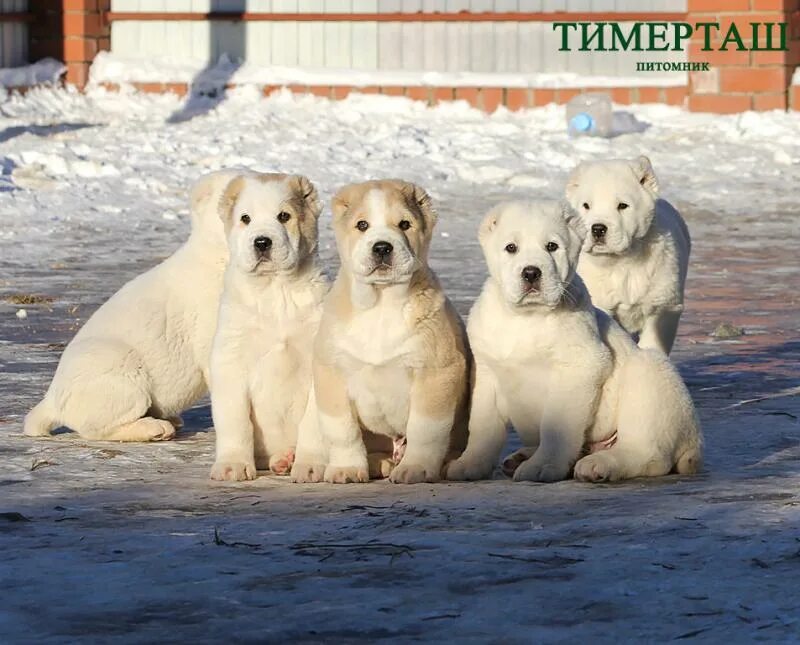 Где находится питомник. Питомник тимерташ. тимерташ цена.