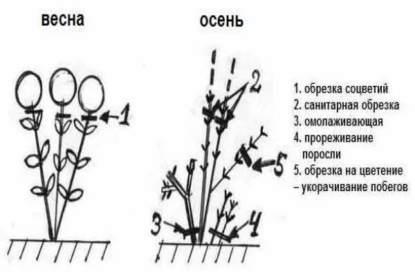 Обрезка древовидной гортензии весной для пышного цветения. Схема обрезки древовидной гортензии.