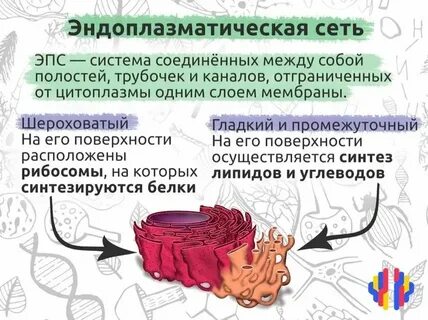 Эпс биология строение и функции