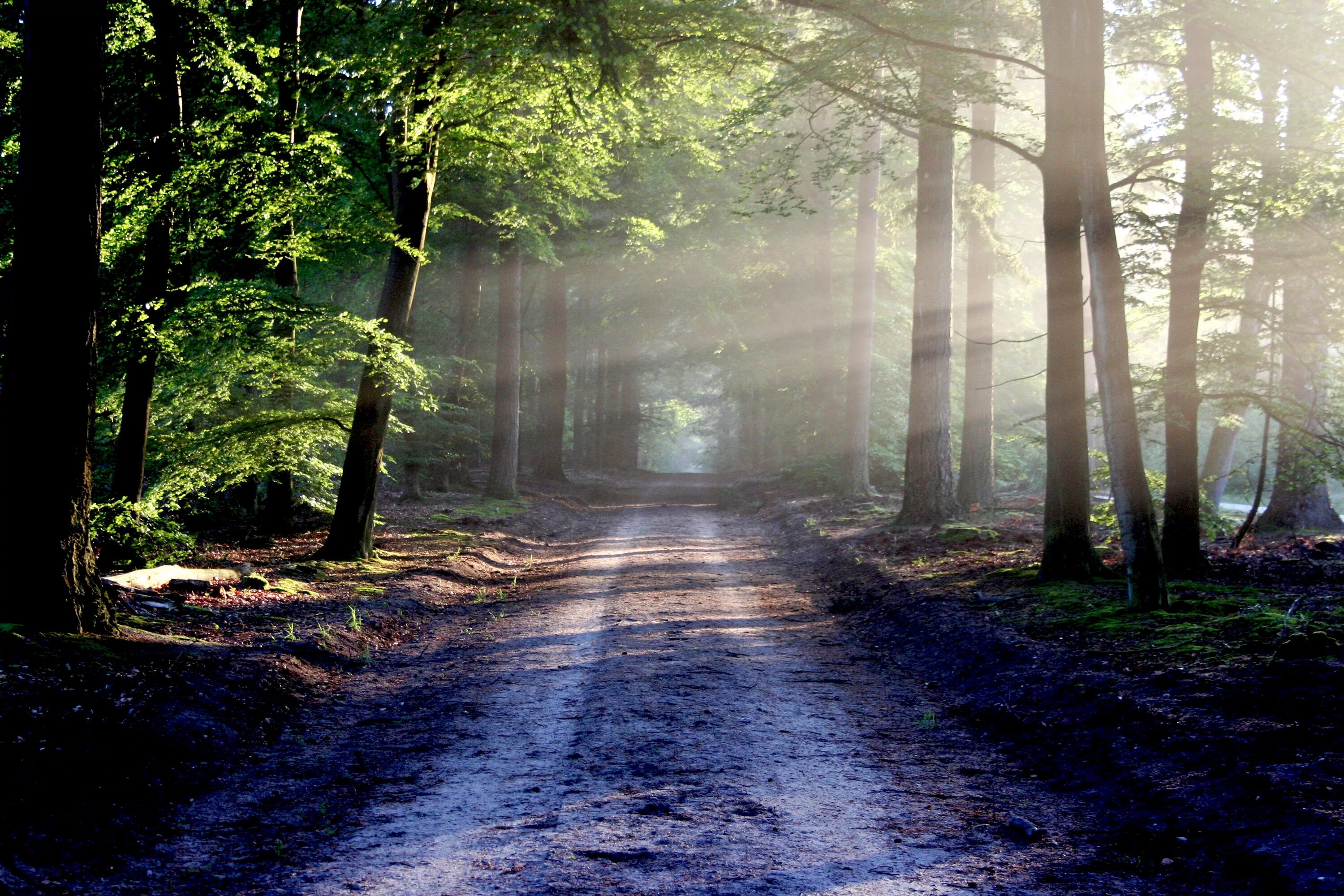 Forest paths