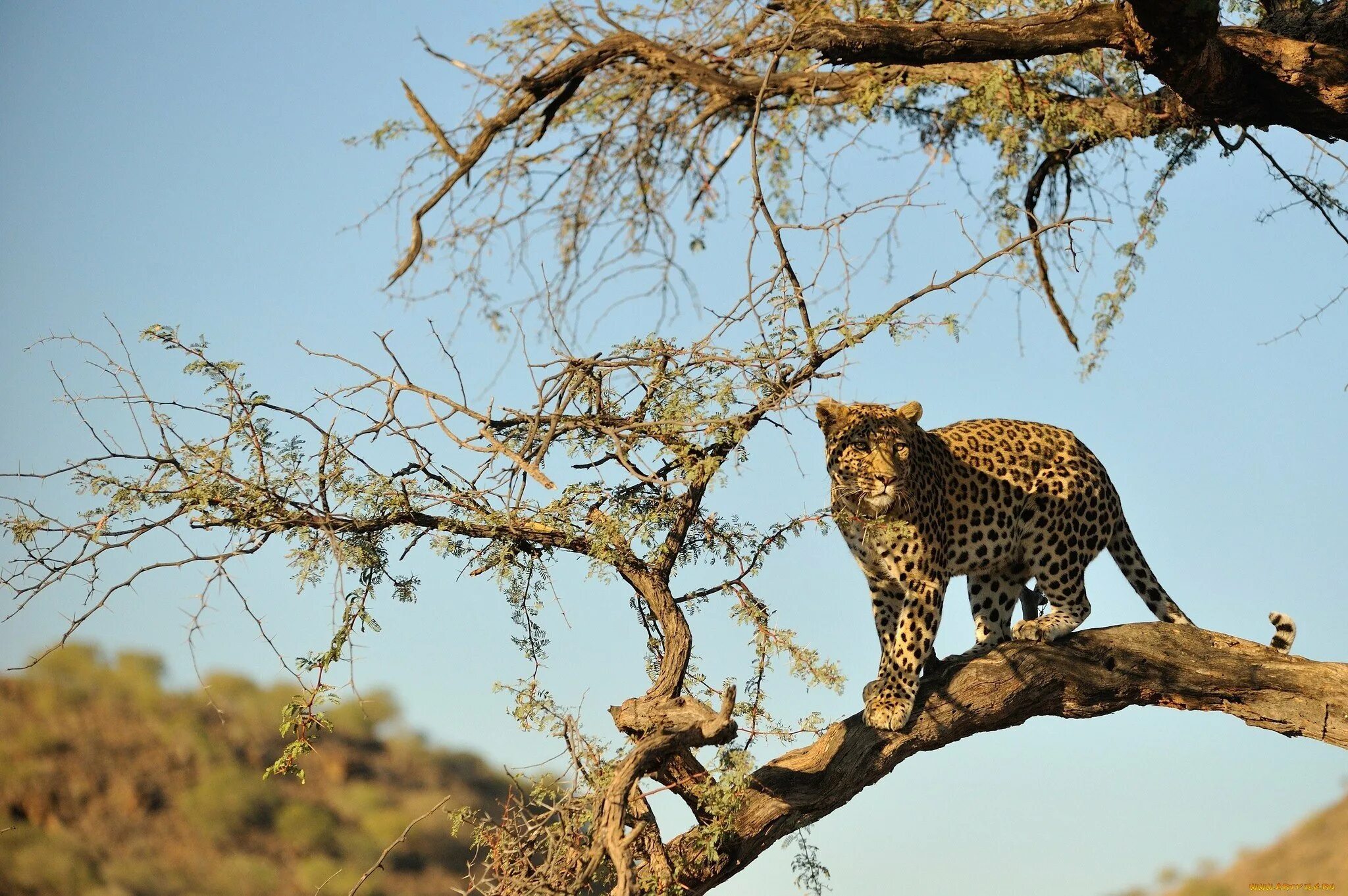 Дикая природа африки. Леопард в саванне. Кошка леопард Саванна. Африканская Саванна леопард. Пустынный леопард.