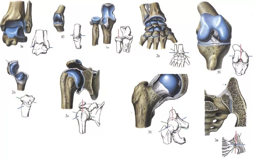 Одноосный двуосный многоосный сустав. Эллипсовидный сустав это в анатомии. Блоковидный сустав оси. Суставы одноосные двухосные.
