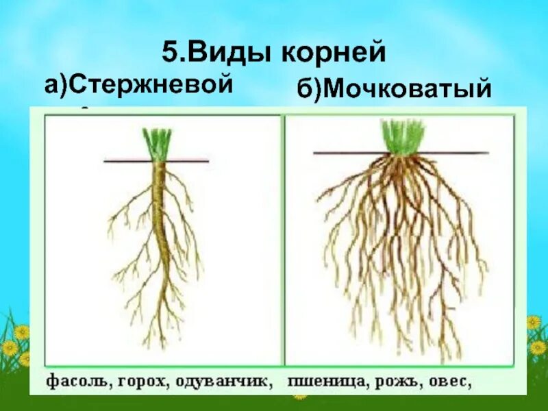 Корневая система покрытосеменных. Стержневая и мочковатая корневая система. Пшеница мочковатая или стержневая. Типы корневой системы у покрытосеменных.