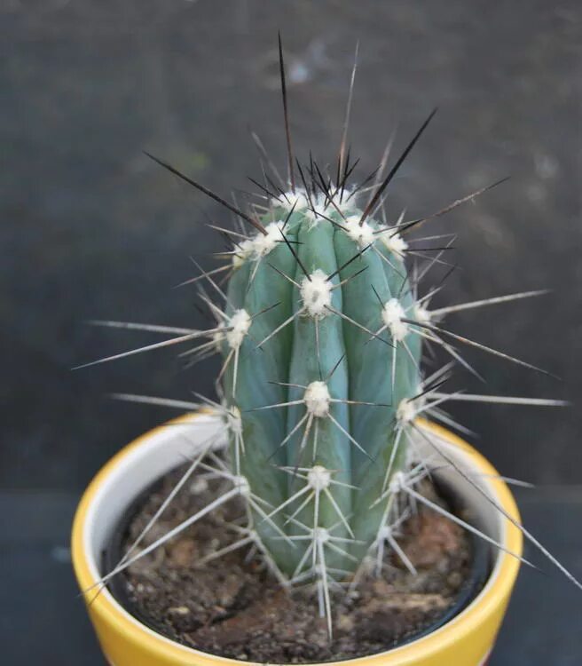 Иголки кактуса. Кактус грузони желтый. Опунция кактус цереус. Эхинокактус грузони золотой шар. Кактус эхинокактус грузони розовый.