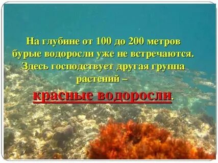 На больших глубинах обитают какие водоросли