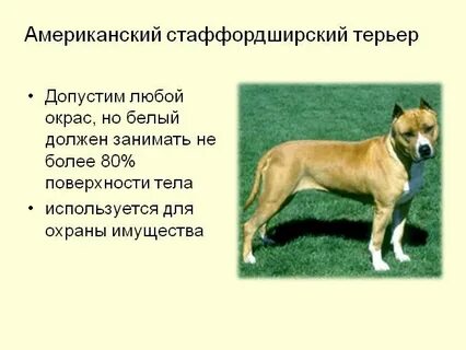 Рассмотрите фотографию собаки породы стаффордширский терьер