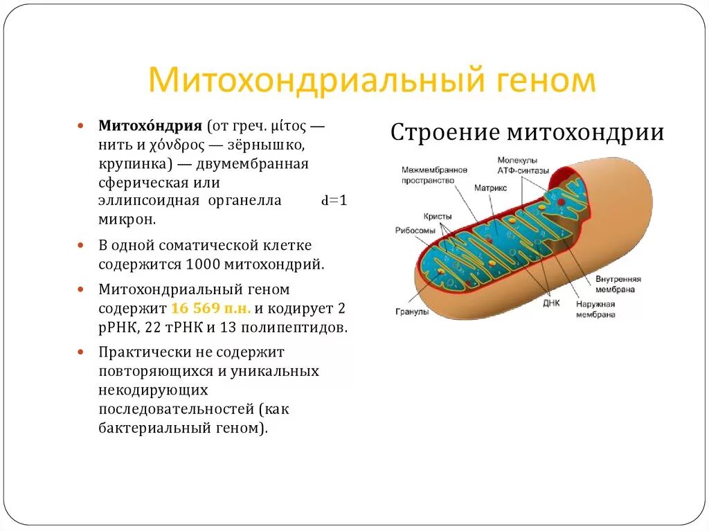 Строение митохондрий генетика. Строение генома митохондрий. Структура митохондриального генома. Строение митохондрии с ДНК. Пересадка митохондрий