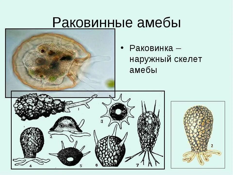 Скелет амеб. Пресноводная раковинная амеба. раковинная корненожка arcella. раковинная амеба арцелла. раковинная амеба диффлюгия строение.