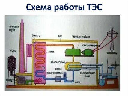 Укажите тэс