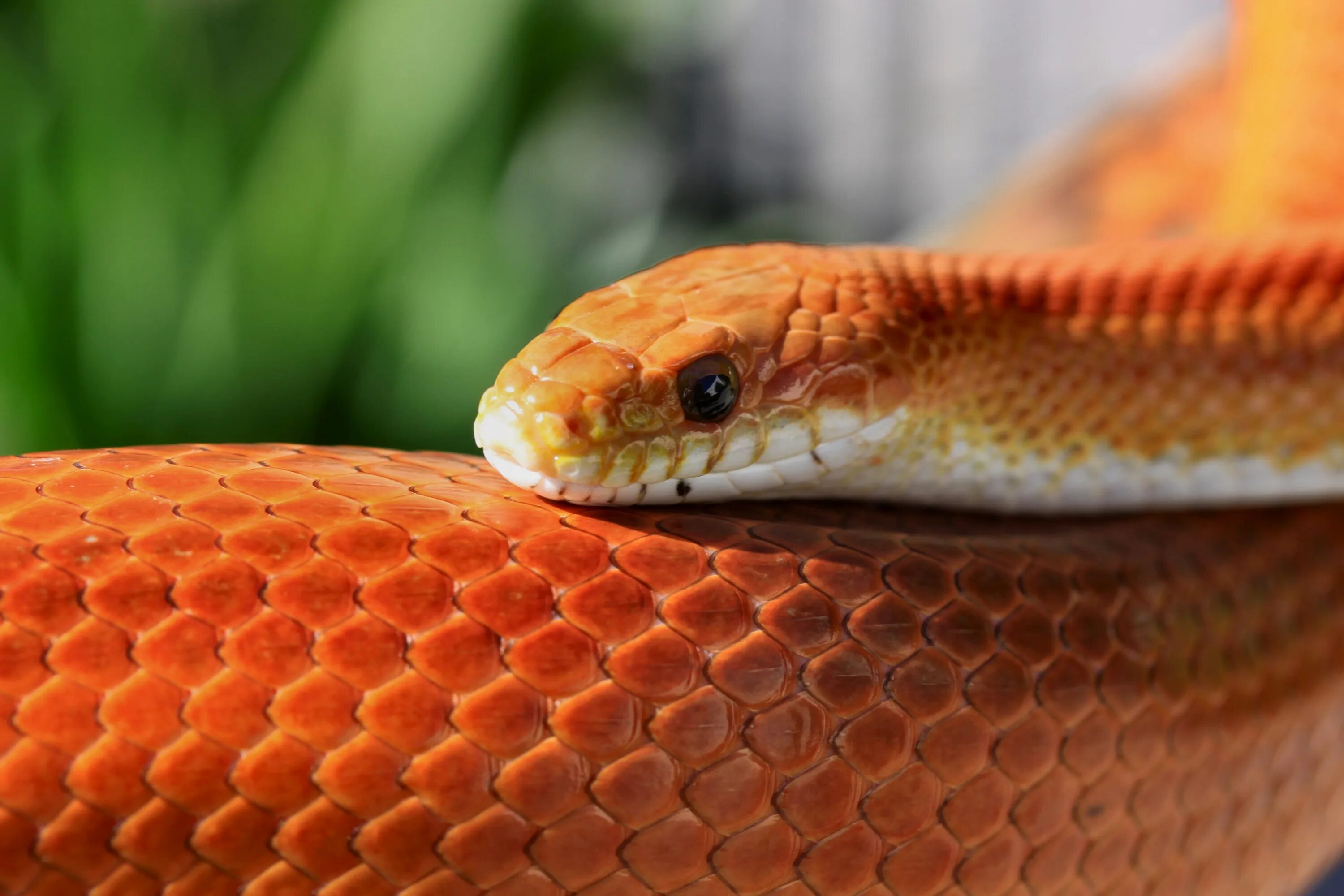 Змейка на солнце. Змея маисовый полоз оранжевый. Оранжевый полоз змея. Змеи полоз оранжевый. Змея гадюка рыжая.