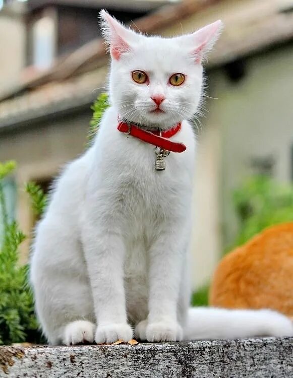 White cat. Белые коты. Белая кошка с янтарными глазами. Кошки белые с красным ошейником. Белый кот в ошейнике.