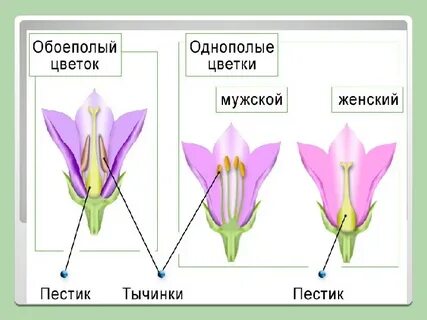 Правильный цветок схема