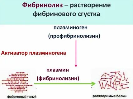 Функциональная роль фибринолиза заключается