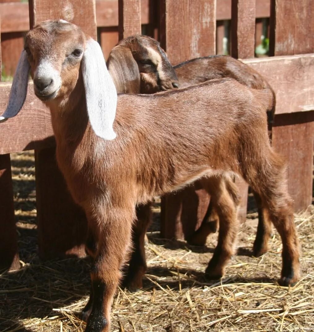 нубийские козы шами. англо нубийская порода. англо-нубийская коза. англоанглонубийская коза. козы нубийской породы.