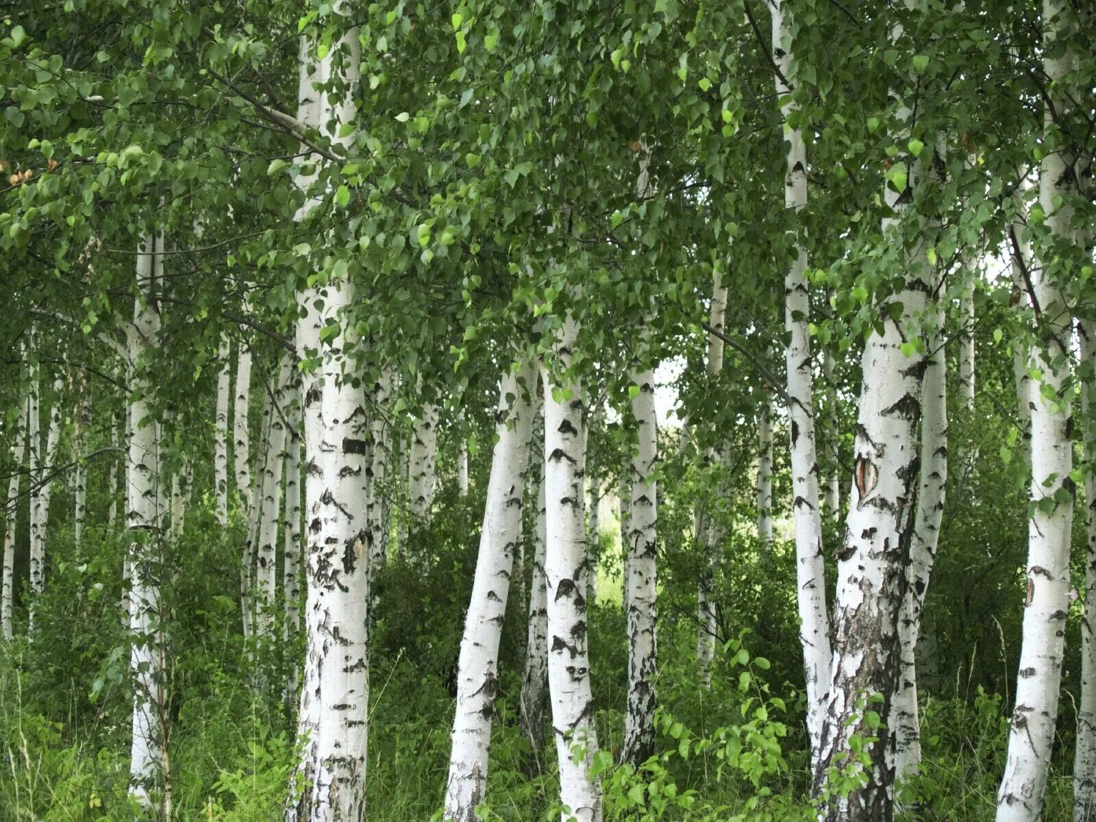 Дерево береза ни одно из деревьев. Береза обыкновенная (betula alba). берёза белая betula alba,. betula alba (бетула альба) береза повислая. береза бородавчатая древостой.