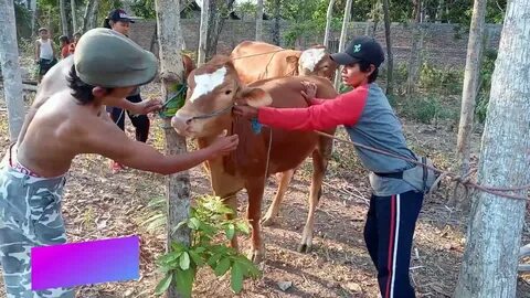 Breeding farm