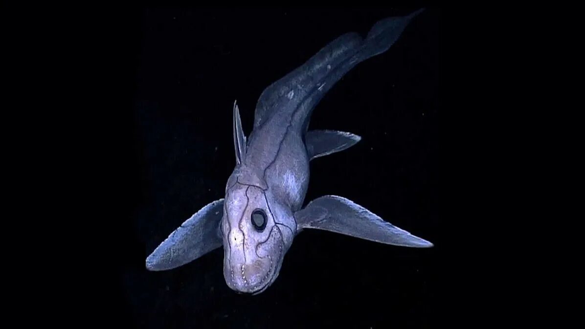 Химеры хрящевые рыбы. Химера рыба. Химера рыба. Химера рыба. Американский гидролаг рыба.