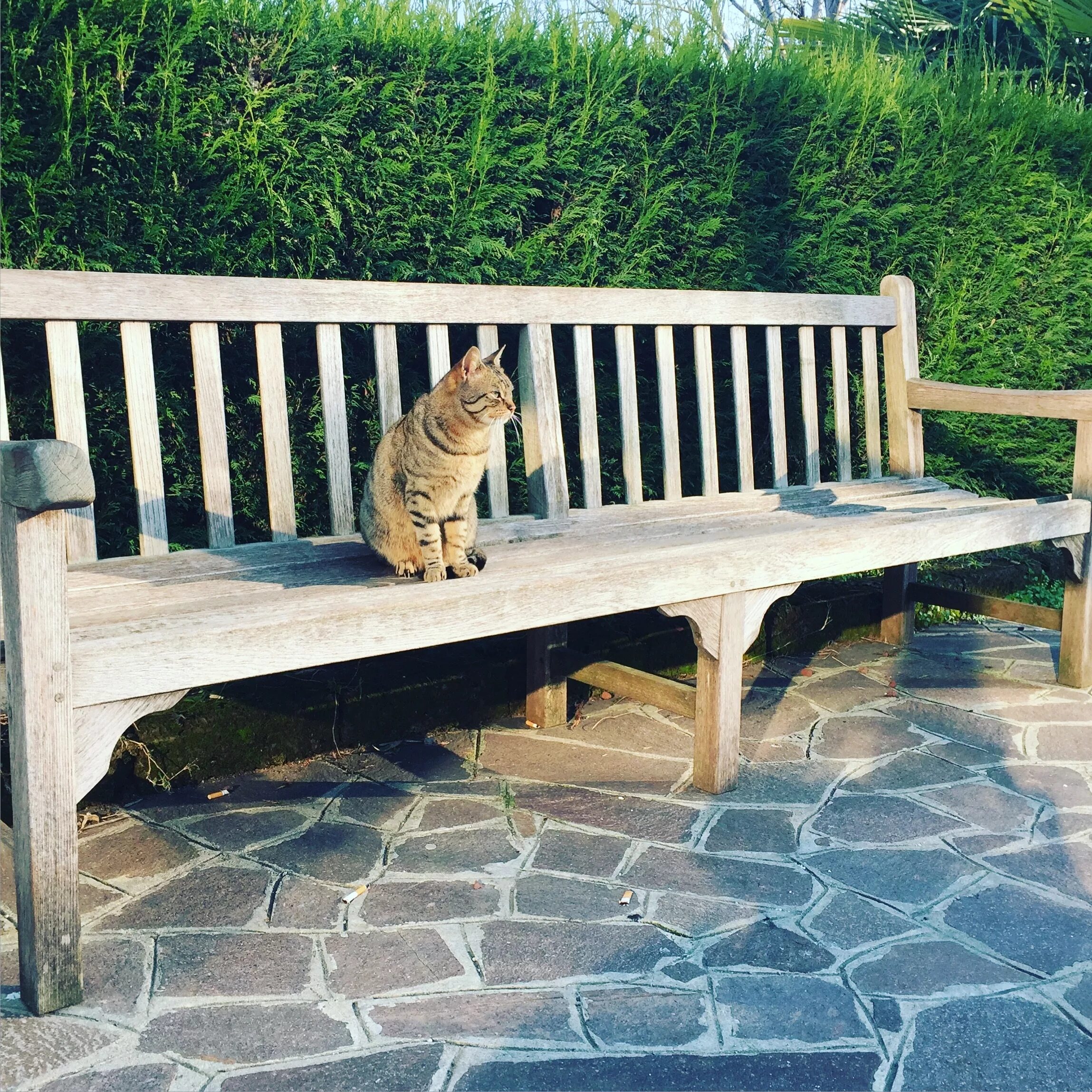 Кошка на скамейке. Коты на лавочке. Кошка на лавке. Кошачья лавочка