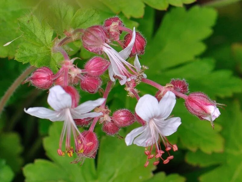 Герань крупнокорневищную. Герань geranium macrorrhizum spessart. герань крупнокорневищная (geranium macrorrhizum `spessart`). герань крупнокорневищная &#039;spessart&#039; / geranium macrorrhizum &#039;spessart&#039;. герань крупнокорневищная (geranium macrorrhizum `bevan`s variety`).