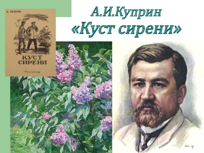 Куприн куст сирени краткое содержание для читательского. Куприн куст сирени 1894 год. николай алмазов куст сирени. александр иванович куприн куст сирени. поленов куст сирени.