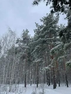 Зима в воронеже 2023