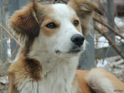 Собака черно бело рыжего окраса