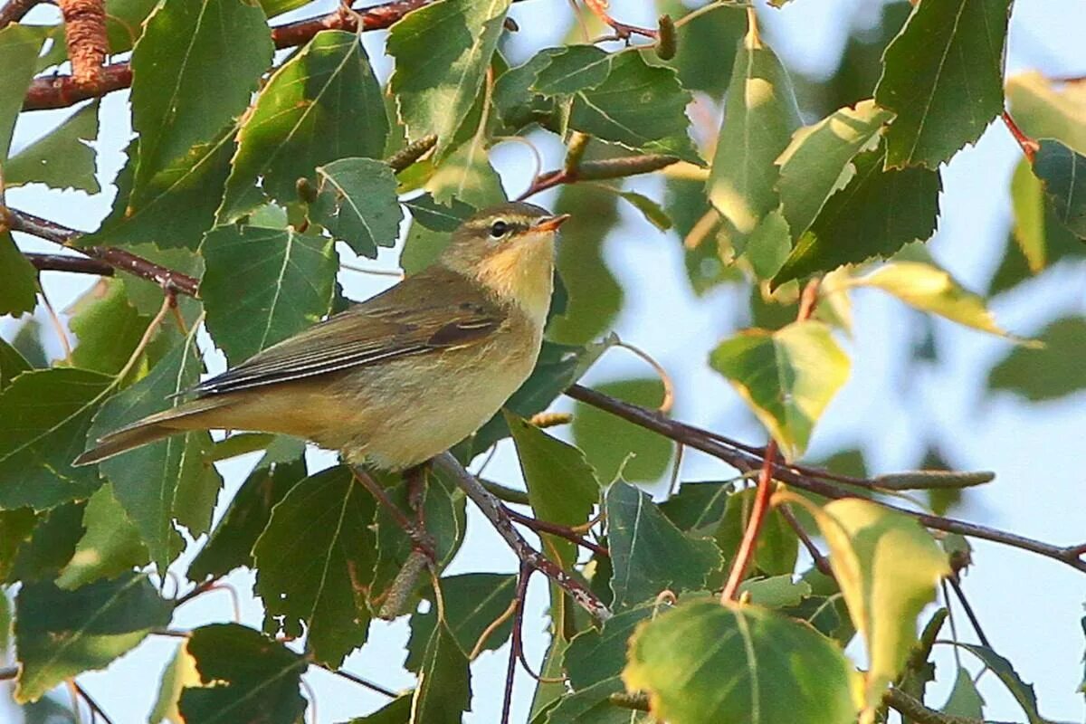 Пение пеночки. Пеночка-весничка (Phylloscopus trochilus). Пеночка - отряд воробьиные. Willow Warbler. Гнездо пеночки веснянки.