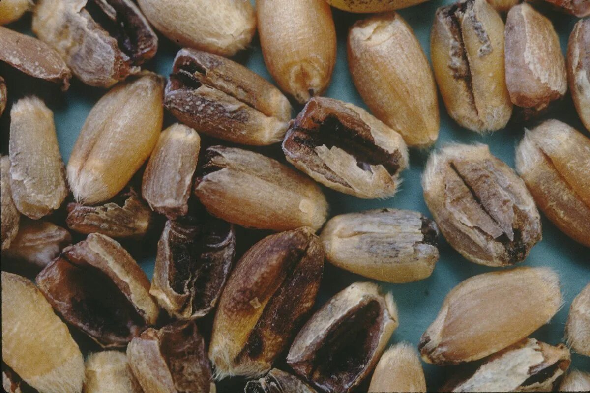 Карликовая Головня - Tilletia controversa. Головня в зерне пшеницы. Головневые мараные синегузочные зерна. Головня семена.