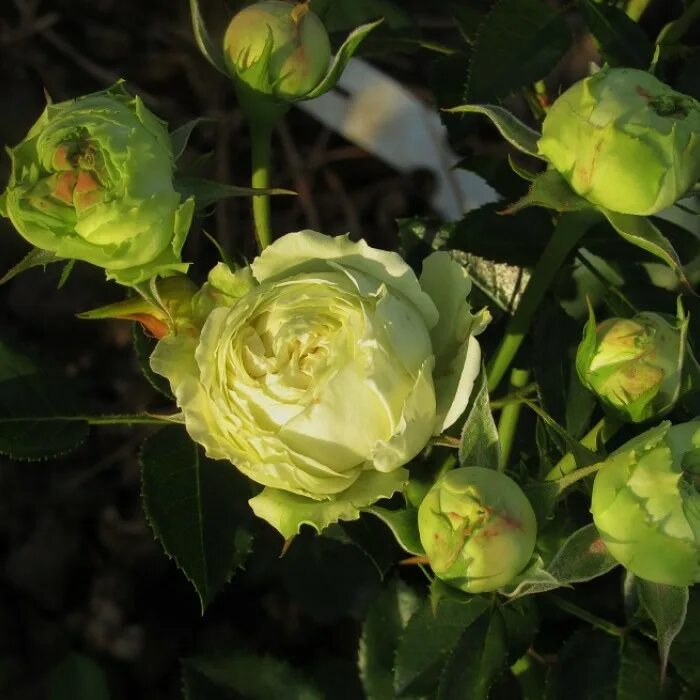 Роза тантау флорибунда лемон рококо. Лимон рококо роза флорибунда. Роза лимон рококо тантау. Лимон рококо. Лимон рококо lemon rokoko флорибунда.